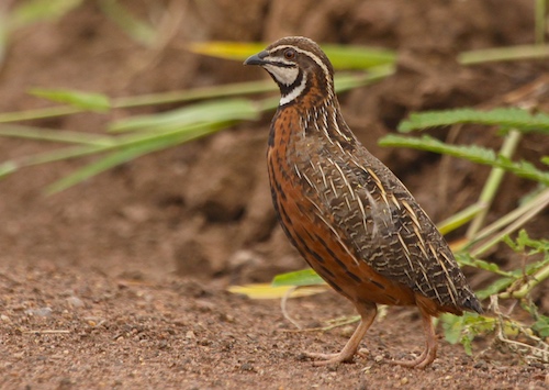 Marks' Bird Pics