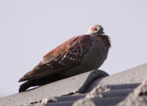 http://www.ymresourcer.com/Birds/Pics/Pigeon_Speckled_04_Small.jpg