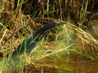 http://www.ymresourcer.com/Photos/Borakalalo5/Bittern_Dwarf_Small.jpg