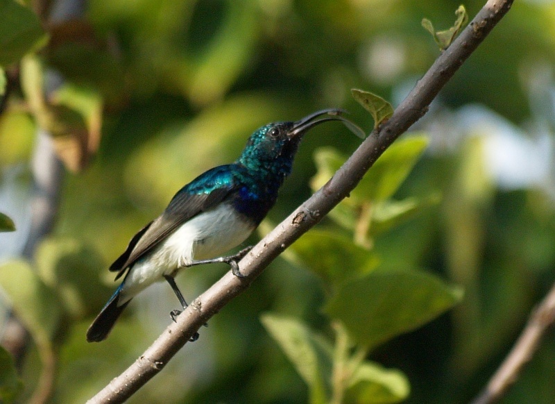 african animals of white bellied sunbird habitat