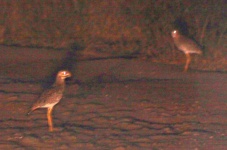 http://www.ymresourcer.com/Photos/Mapungubwe1/Bird02a_Small.jpg