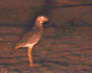 http://www.ymresourcer.com/Photos/Mapungubwe1/Bird02b_Small.jpg