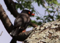 http://www.ymresourcer.com/Photos/Mapungubwe1/Helmet-Shrike_Retz's_01_Small.jpg