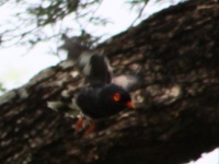 http://www.ymresourcer.com/Photos/Mapungubwe1/Helmet-Shrike_Retz's_02_Small.jpg