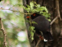 http://www.ymresourcer.com/Photos/Mapungubwe1/Helmet-Shrike_Retz's_03_Small.jpg