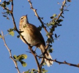 http://www.ymresourcer.com/Photos/Mapungubwe1/Scrub-Robin_Kalahari_01_Small.jpg