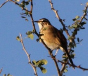 http://www.ymresourcer.com/Photos/Mapungubwe1/Scrub-Robin_Kalahari_02_Small.jpg