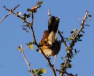 http://www.ymresourcer.com/Photos/Mapungubwe1/Scrub-Robin_Kalahari_03_Small.jpg