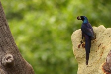 http://www.ymresourcer.com/Photos/Mapungubwe1/Starling_Meve's_01_Small.jpg