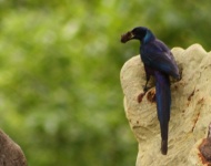 http://www.ymresourcer.com/Photos/Mapungubwe1/Starling_Meve's_02_Small.jpg