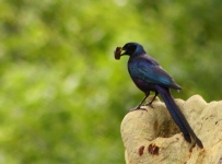 http://www.ymresourcer.com/Photos/Mapungubwe1/Starling_Meve's_03_Small.jpg