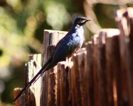 http://www.ymresourcer.com/Photos/Mapungubwe1/Starling_Meve's_05_Small.jpg