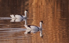 http://www.ymresourcer.com/Photos/Marievale29/Avocet_Pied_01_Small.jpg
