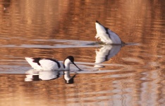 http://www.ymresourcer.com/Photos/Marievale29/Avocet_Pied_02_Small.jpg