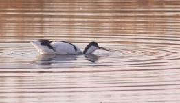 http://www.ymresourcer.com/Photos/Marievale29/Avocet_Pied_03_Small.jpg
