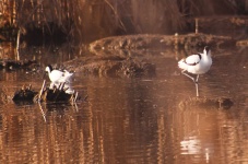 http://www.ymresourcer.com/Photos/Marievale29/Avocet_Pied_04_Small.jpg