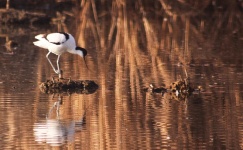 http://www.ymresourcer.com/Photos/Marievale29/Avocet_Pied_05_Small.jpg