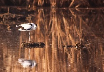 http://www.ymresourcer.com/Photos/Marievale29/Avocet_Pied_06_Small.jpg