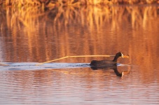 http://www.ymresourcer.com/Photos/Marievale29/Coot_Red-knobbed_01_Small.jpg