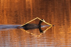 http://www.ymresourcer.com/Photos/Marievale29/Coot_Red-knobbed_02_Small.jpg