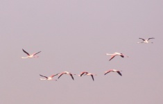 http://www.ymresourcer.com/Photos/Marievale29/Flamingo_Greater_01_Small.jpg