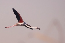 http://www.ymresourcer.com/Photos/Marievale29/Flamingo_Greater_02_Small.jpg