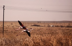 http://www.ymresourcer.com/Photos/Marievale29/Flamingo_Greater_03_Small.jpg