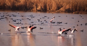 http://www.ymresourcer.com/Photos/Marievale29/Flamingo_Greater_04_Small.jpg