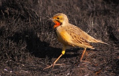 http://www.ymresourcer.com/Photos/Marievale29/Longclaw_Cape_01_Small.jpg