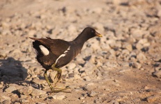 http://www.ymresourcer.com/Photos/Marievale29/Moorhen_Common_01_Small.jpg