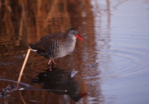 http://www.ymresourcer.com/Photos/Marievale29/Rail_African_01_Small.jpg