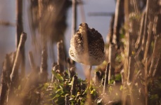 http://www.ymresourcer.com/Photos/Marievale29/Snipe_African_01_Small.jpg