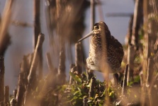 http://www.ymresourcer.com/Photos/Marievale29/Snipe_African_02_Small.jpg
