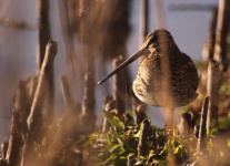 http://www.ymresourcer.com/Photos/Marievale29/Snipe_African_03_Small.jpg