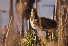 http://www.ymresourcer.com/Photos/Marievale29/Snipe_African_04_Small.jpg