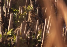 http://www.ymresourcer.com/Photos/Marievale29/Snipe_African_05_Small.jpg