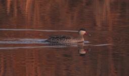 http://www.ymresourcer.com/Photos/Marievale29/Teal_Red-billed_01_Small.jpg