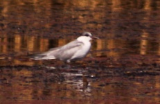 http://www.ymresourcer.com/Photos/Marievale29/Tern_Whiskered_01_Small.jpg