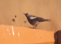 http://www.ymresourcer.com/Photos/Marievale29/Wheatear_Mountain_01_Small.jpg