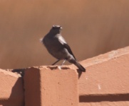 http://www.ymresourcer.com/Photos/Marievale29/Wheatear_Mountain_02_Small.jpg