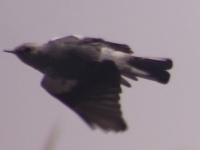 http://www.ymresourcer.com/Photos/Marievale29/Wheatear_Mountain_03_Small.jpg