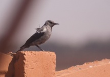 http://www.ymresourcer.com/Photos/Marievale29/Wheatear_Mountain_04_Small.jpg