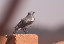 http://www.ymresourcer.com/Photos/Marievale29/Wheatear_Mountain_05_Small.jpg