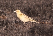 http://www.ymresourcer.com/Photos/Marievale29/Widowbird_Long-tailed_01_Small.jpg
