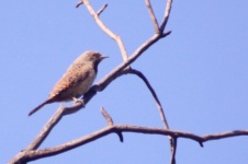 http://www.ymresourcer.com/Photos/Marievale29/Wryneck_Red-throated_01_Small.jpg