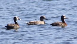 http://www.ymresourcer.com/Photos/Roodekopjes2/Duck01_Small.jpg