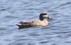 http://www.ymresourcer.com/Photos/Roodekopjes2/Duck02_Small.jpg