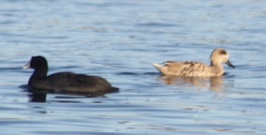 http://www.ymresourcer.com/Photos/Roodekopjes2/Duck03_Small.jpg