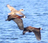 http://www.ymresourcer.com/Photos/Roodekopjes2/Duck04_Small.jpg