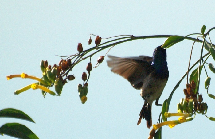 different white bellied sun bird flying